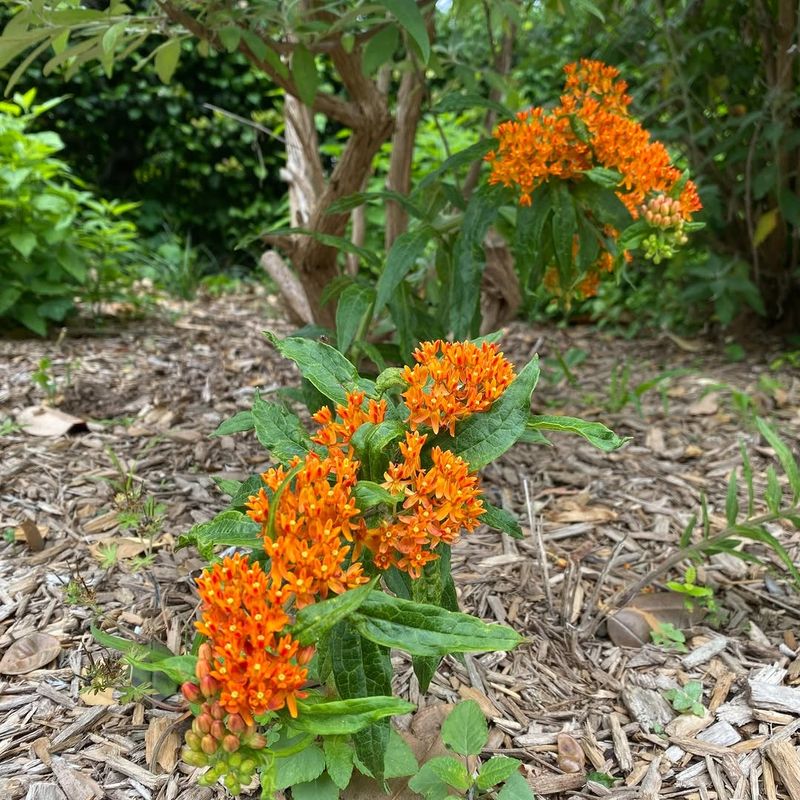 Butterfly Weed Performs Well In Hot Dry Areas