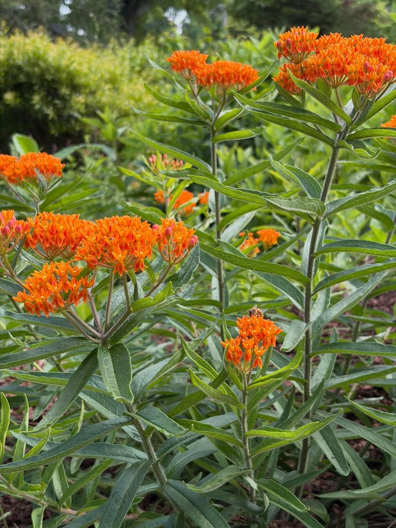 Butterfly Weed Resents Root Disturbance