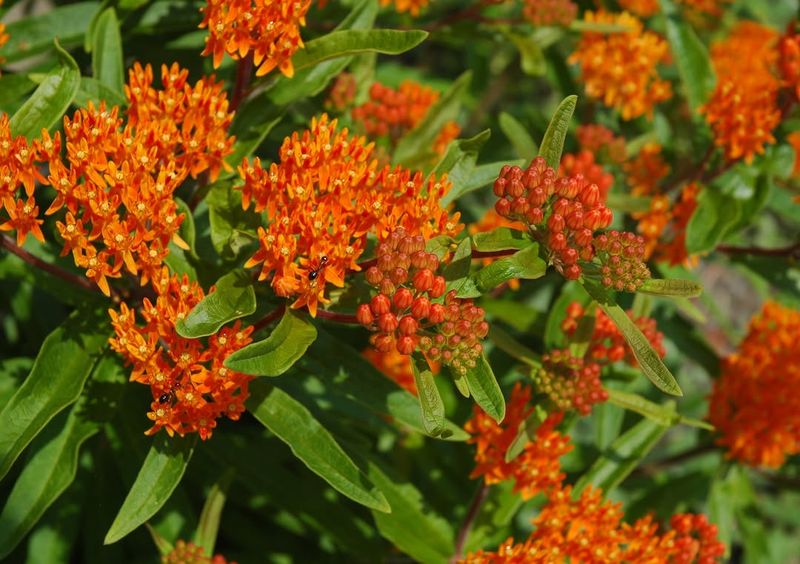 Butterfly Weed Thrives In Full Michigan Sun