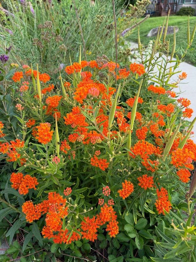 Butterfly Weed