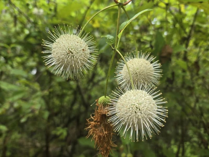 Buttonbush Buttonbush