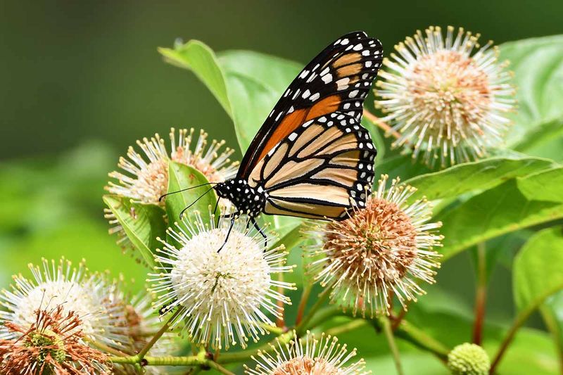 Buttonbush Adds Round Flowers In Moist Borders
