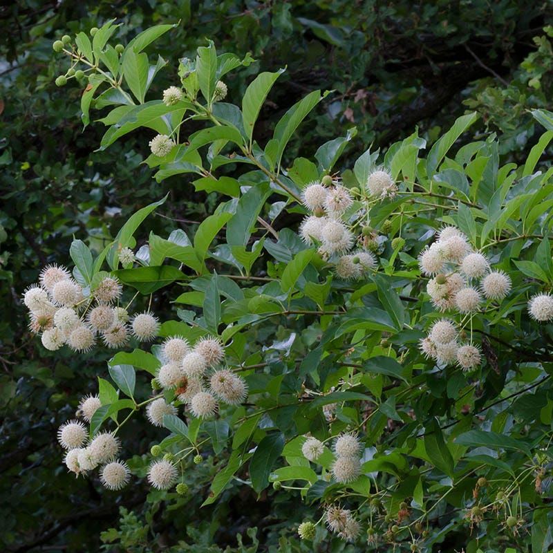 Buttonbush Brings Unique Blooms And Backyard Life