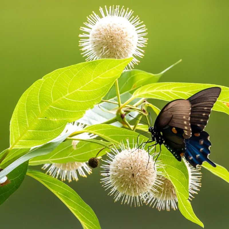 Buttonbush Brings Unusual Blooms And Backyard Life Buttonbush Brings Unusual Blooms And Backyard Life