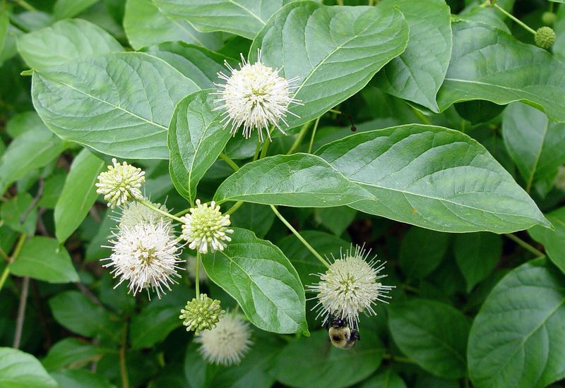 Buttonbush Brings Unusual Flowers And Backyard Life Buttonbush Brings Unusual Flowers And Backyard Life