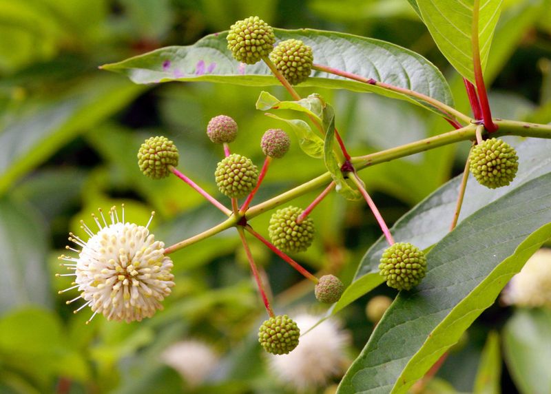 Buttonbush Fits Moist Garden Spots Buttonbush Fits Moist Garden Spots