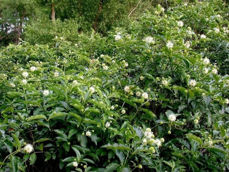 Buttonbush Grows Much Larger Than Most Gardeners Expect