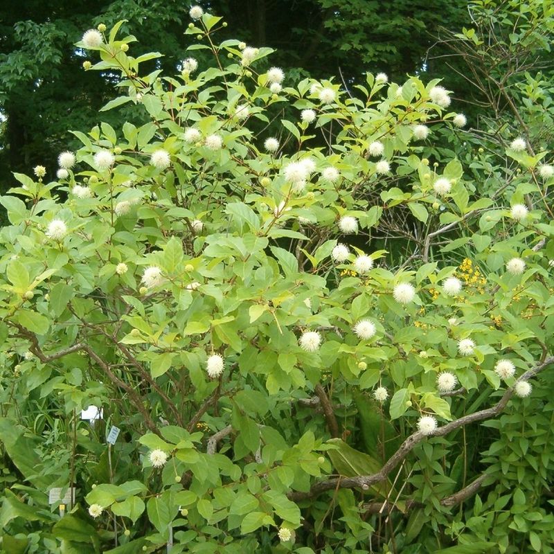 Buttonbush Is Native To Michigan (Cephalanthus Occidentalis)