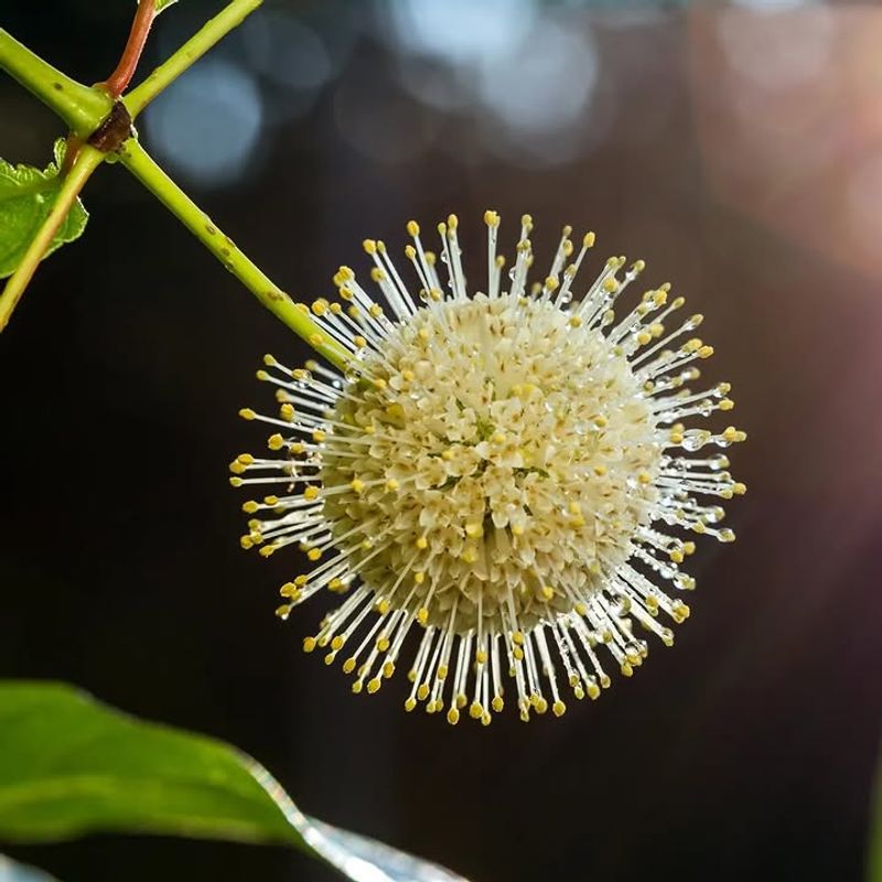 Buttonbush Naturally Tolerates Flooded Soil Like A Champion