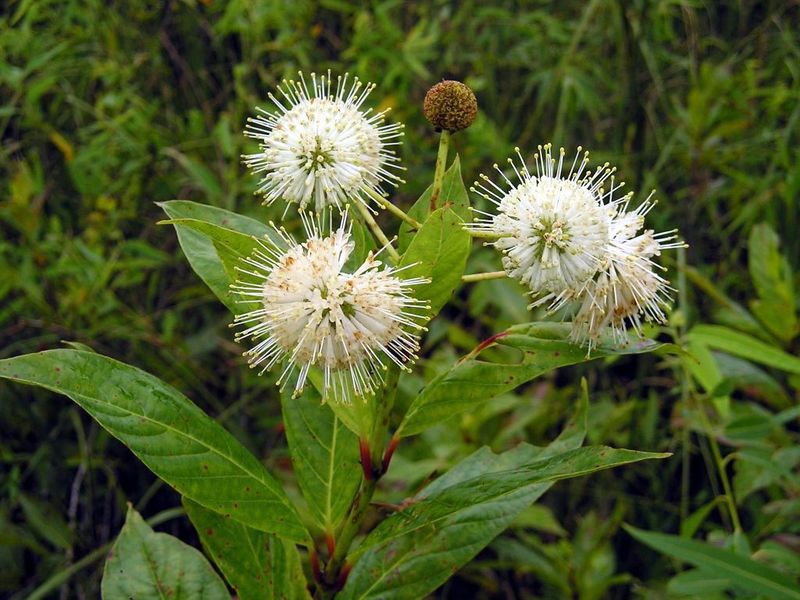 Buttonbush Shines In Hot Moist Spaces Buttonbush Shines In Hot Moist Spaces