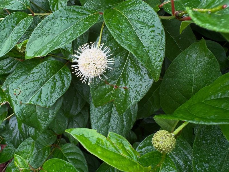 Buttonbush Thrives During Long Stretches Of Heavy Rain Buttonbush Thrives During Long Stretches Of Heavy Rain