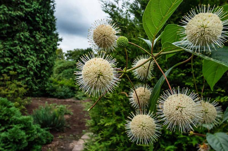 Buttonbush Thrives In Wet Clay Areas