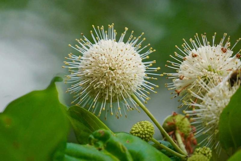Buttonbush Works Well Near Moist Ground Buttonbush Works Well Near Moist Ground