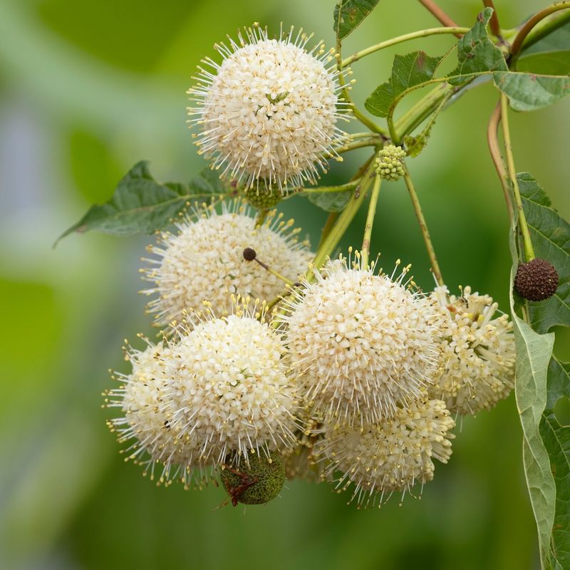 Buttonbush Works Where The Property Edge Stays Moist Buttonbush Works Where The Property Edge Stays Moist