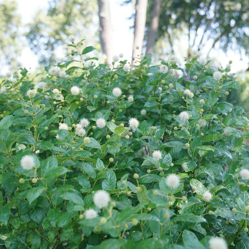 Buttonbush 