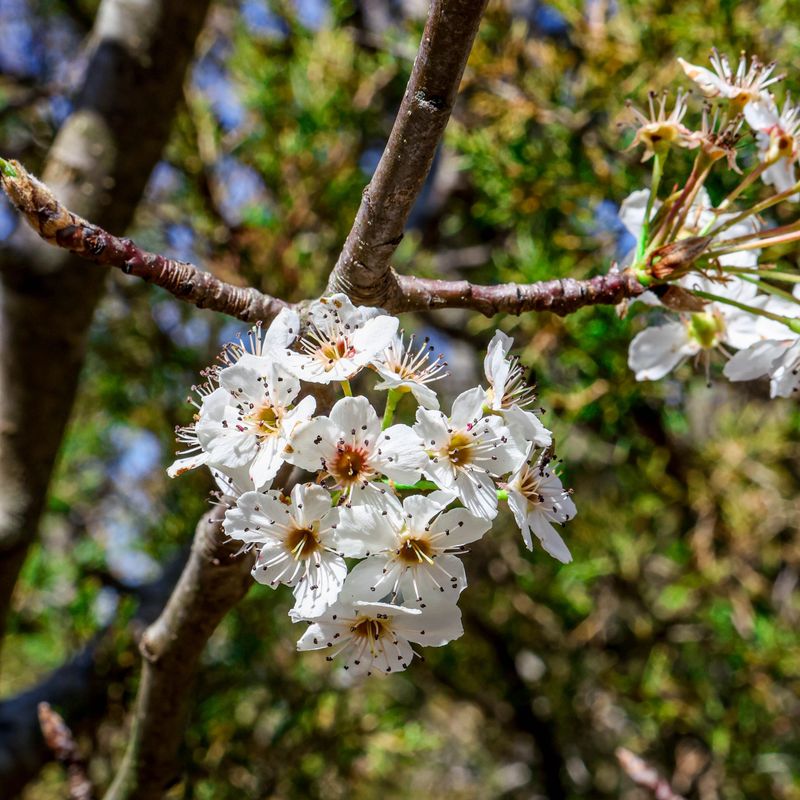 Buy Carefully Because Six Invasive Plants Were Added To Michigan's Prohibited And Restricted Lists