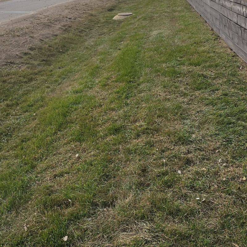 By The Time Lawns Turn Completely Brown, Mole Crickets Have Usually Been Active For Weeks By The Time Lawns Turn Completely Brown, Mole Crickets Have Usually Been Active For Weeks