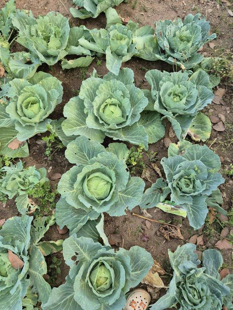 Cabbage