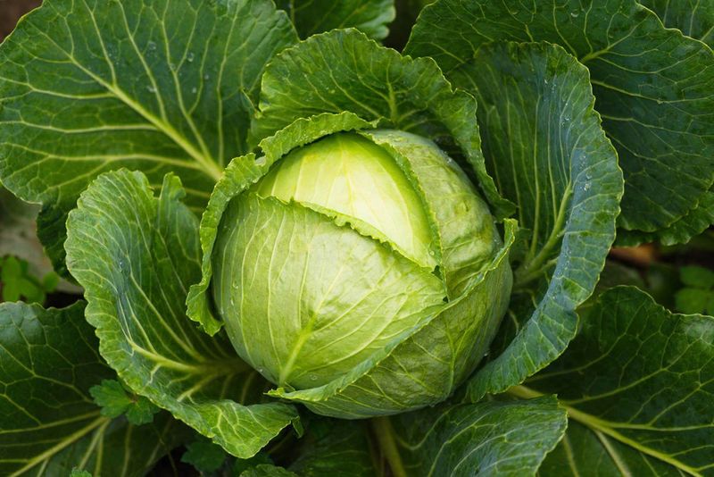Cabbage Gets A Second Chance For Fall