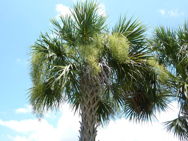 Cabbage Palm, However, Sheds Its Older Leaves On Its Own
