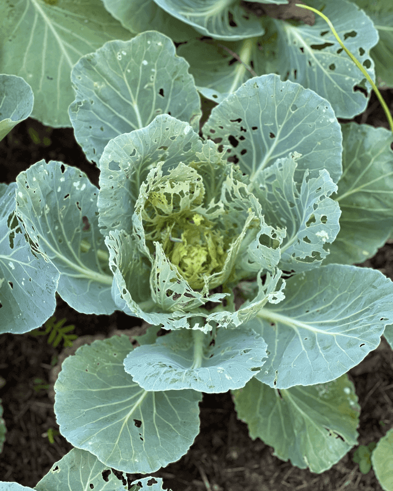 Cabbage Worms Chew Holes In Brassicas Fast