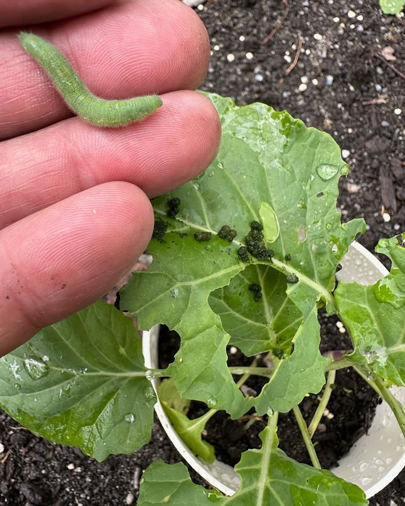 Cabbage Worms