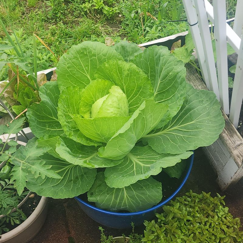 Cabbage