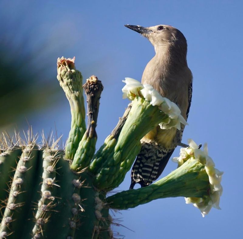 Cactus Blooms Bring Nectar And Bug Snacks