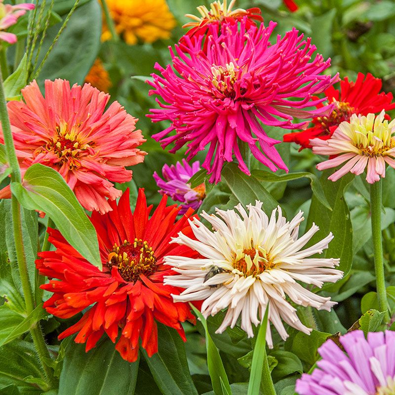 Cactus Zinnias Add Spiky Texture To Summer Beds Cactus Zinnias Add Spiky Texture To Summer Beds