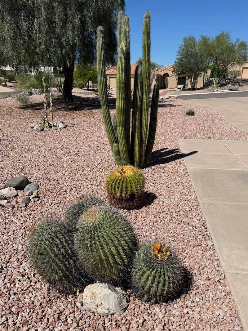 Cactus Cactus