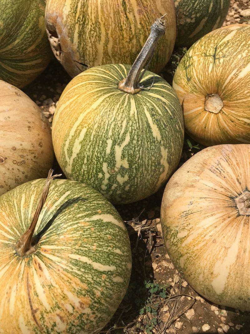 Calabaza Thrives In Warm Weather