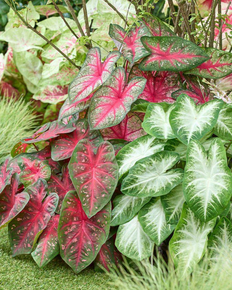 Caladium Adds Bold Color Beside Tradescantia