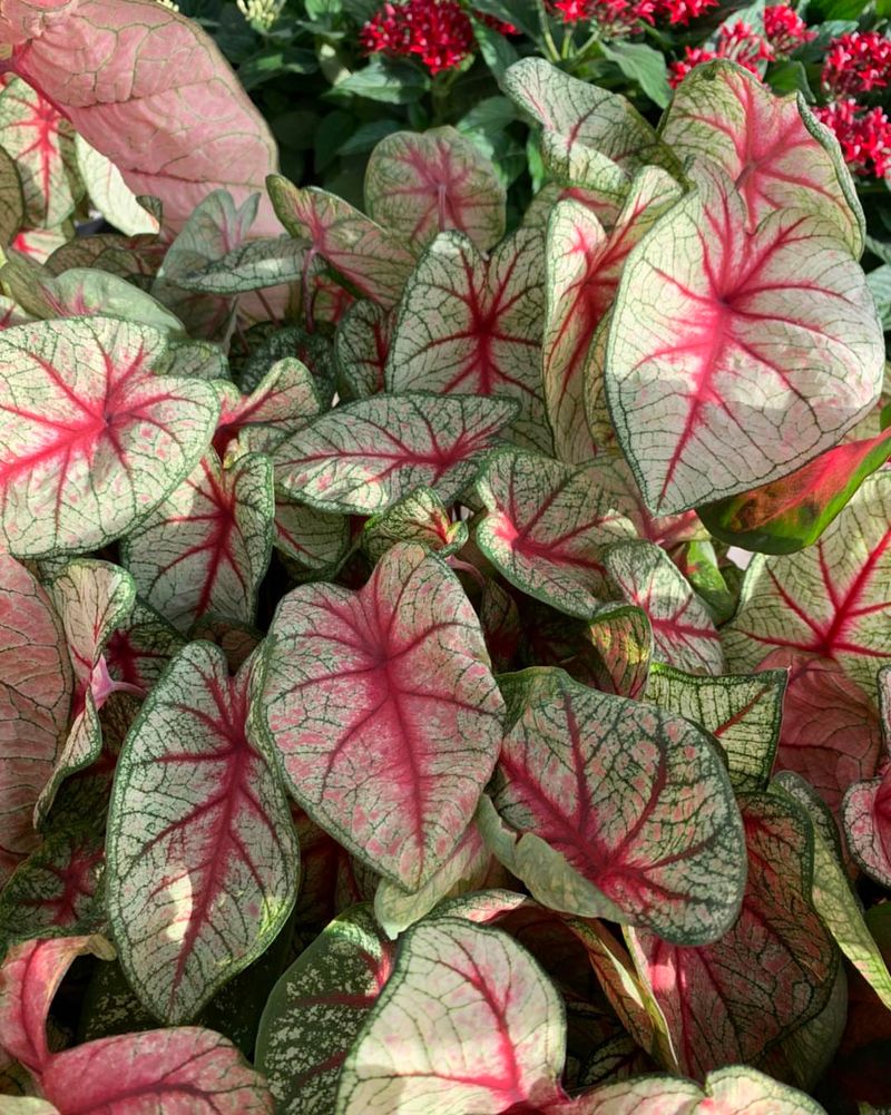 Caladium Lights Up Warm-Season Shade Caladium Lights Up Warm-Season Shade