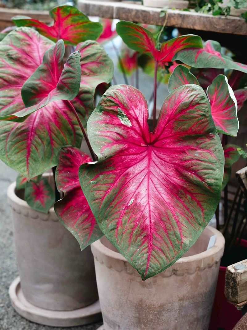 Caladium Turns A Shady Patio Into A Painted Corner