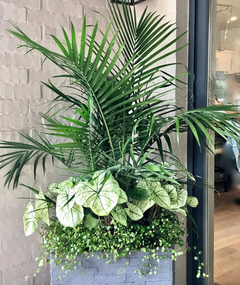 Caladiums And Ferns Turn Shade Pots Into Showpieces