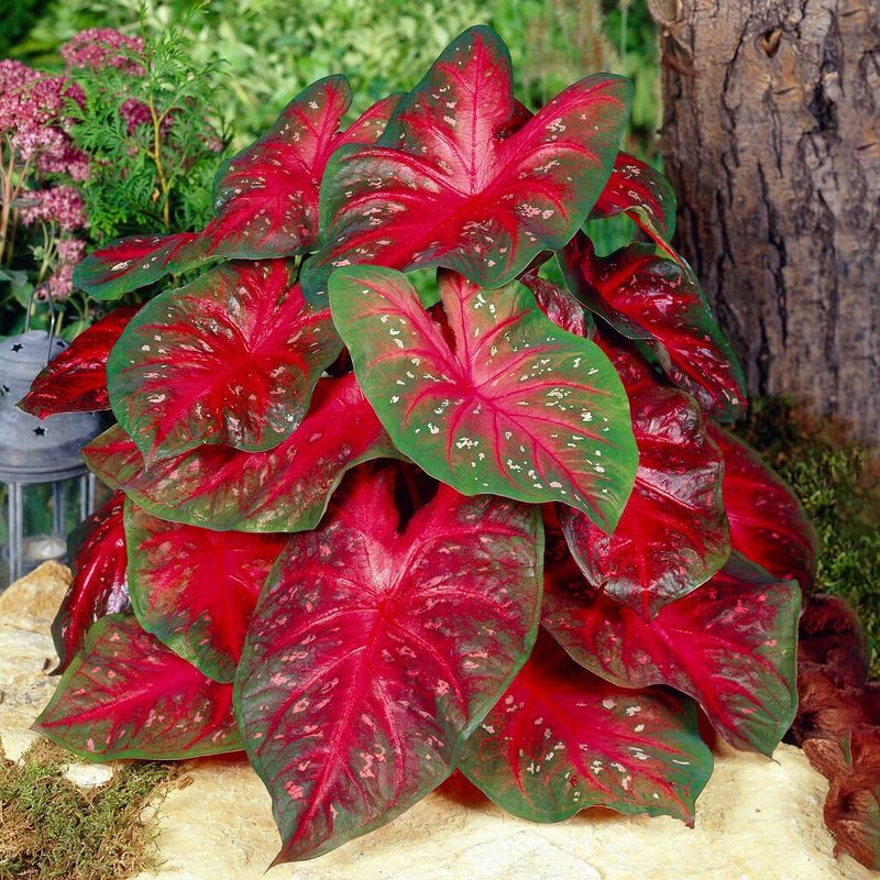 Caladiums Brighten Filtered Shade Around The Base