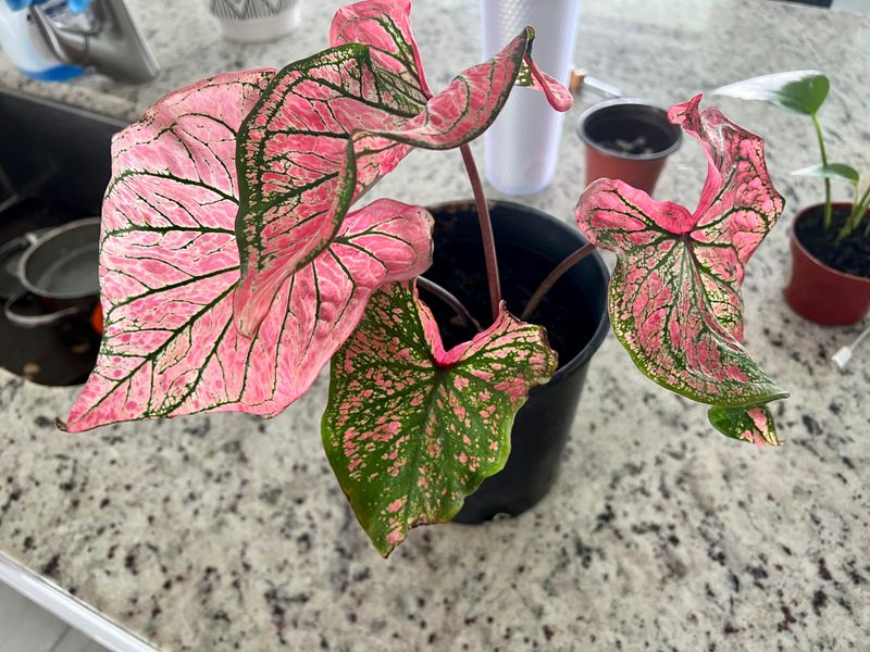 Caladiums Keep Patios Full Caladiums Keep Patios Full