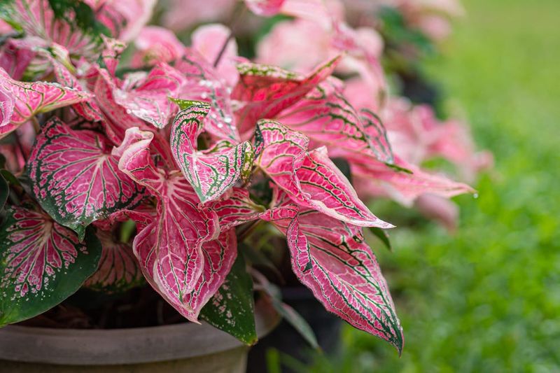 Caladiums Prefer Shade While Rosemary Craves Sun