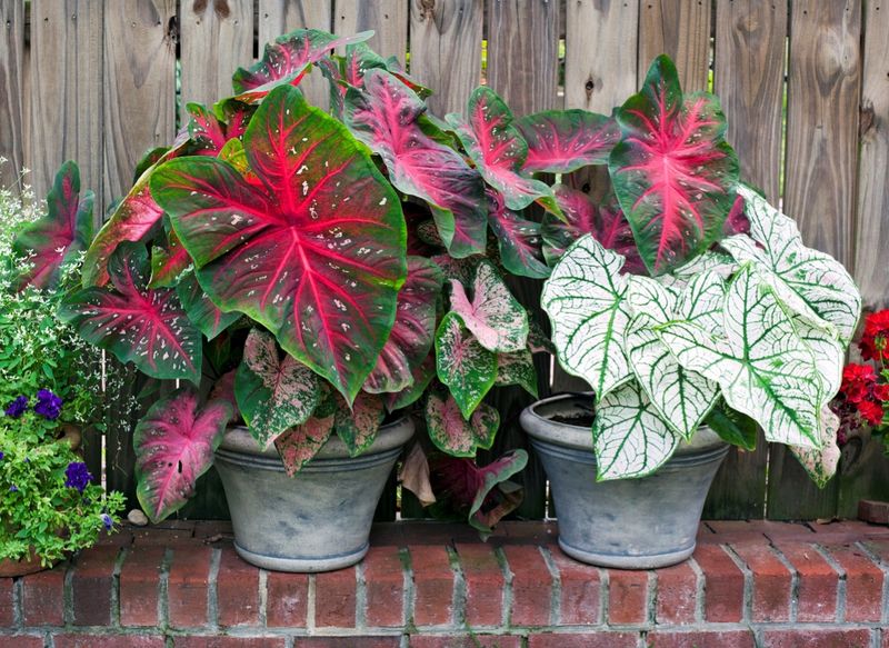 Caladiums Prefer Steady Moisture In Warm Weather