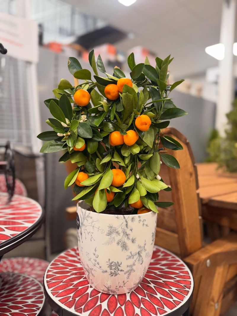 Calamondin Orange