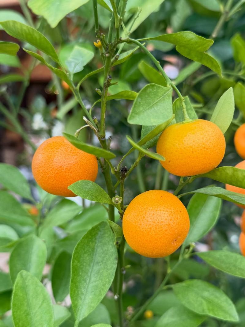 Calamondin Orange