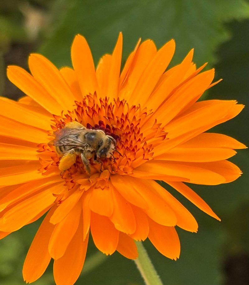 Calendula