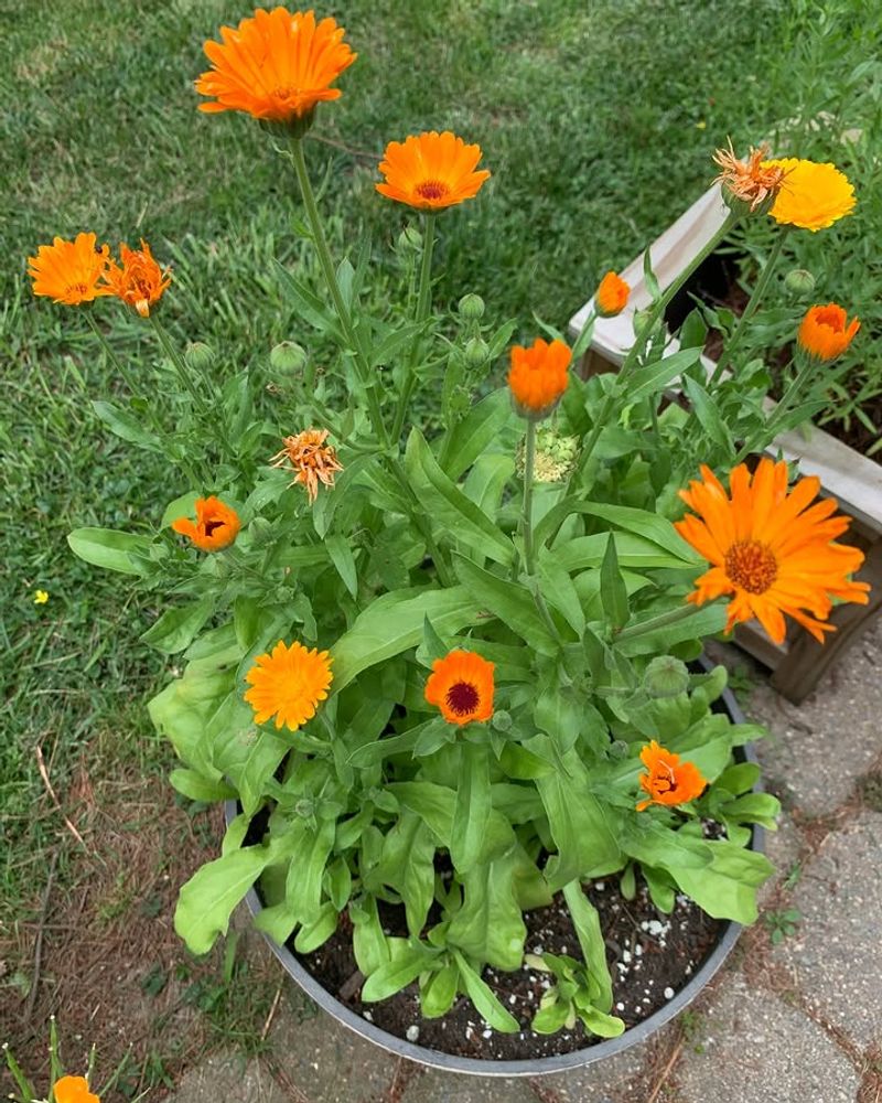Calendula