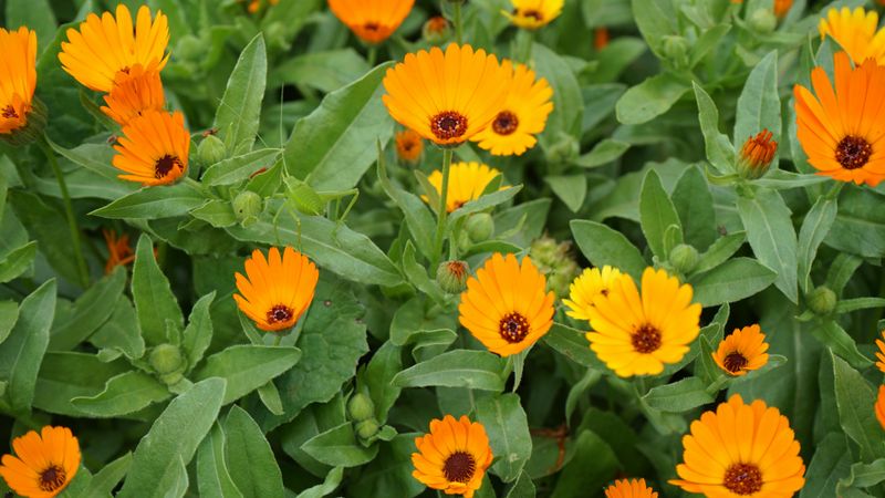Calendula