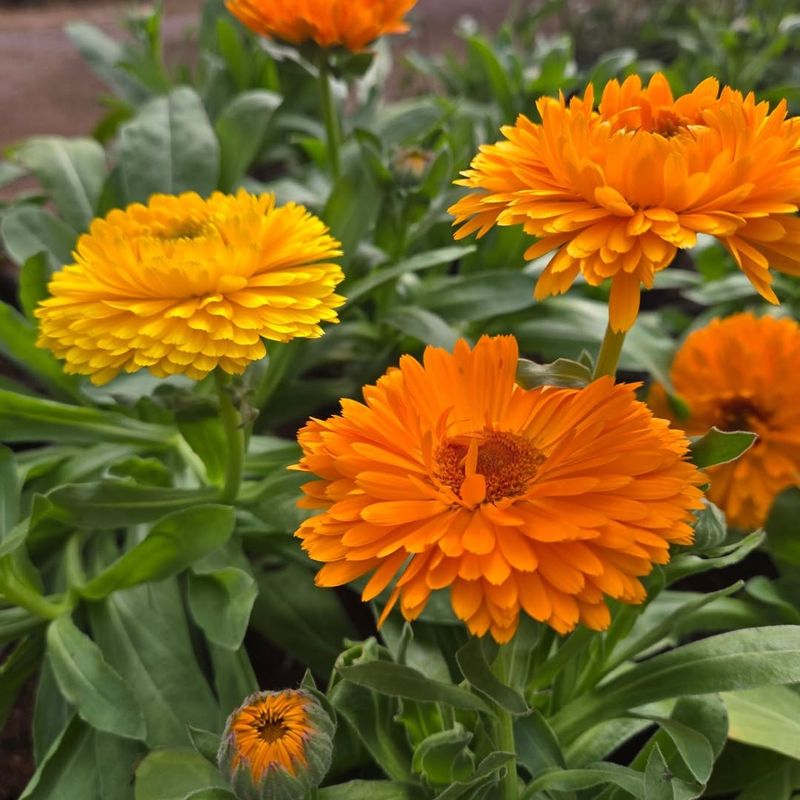 Calendula