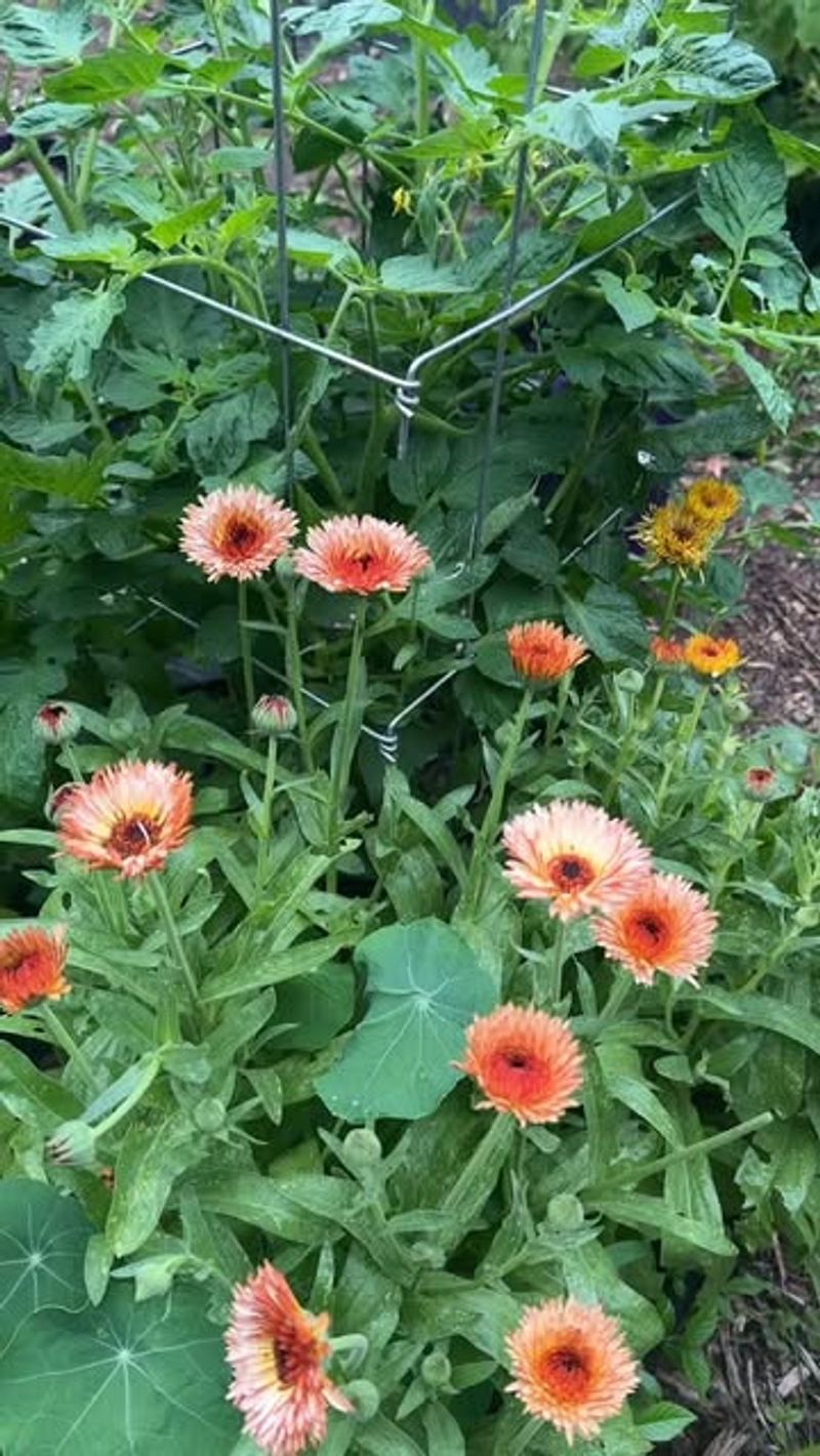 Calendula Adds Pollinator Support Around Tomato Beds