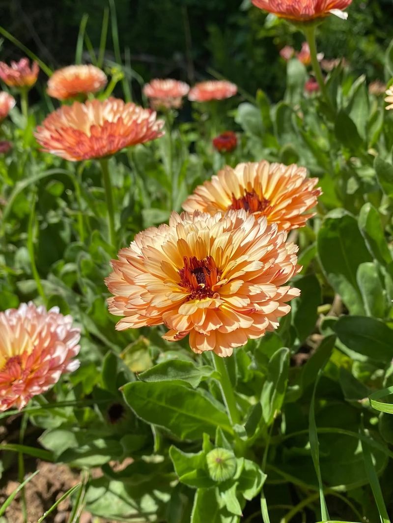 Calendula Adds Sticky Blooms That Draw Helpful Insects