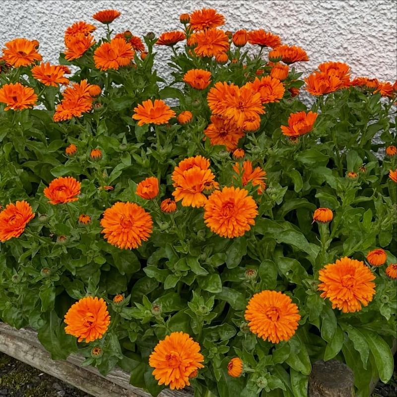 Calendula Brightens The Yard With Edible Flowers
