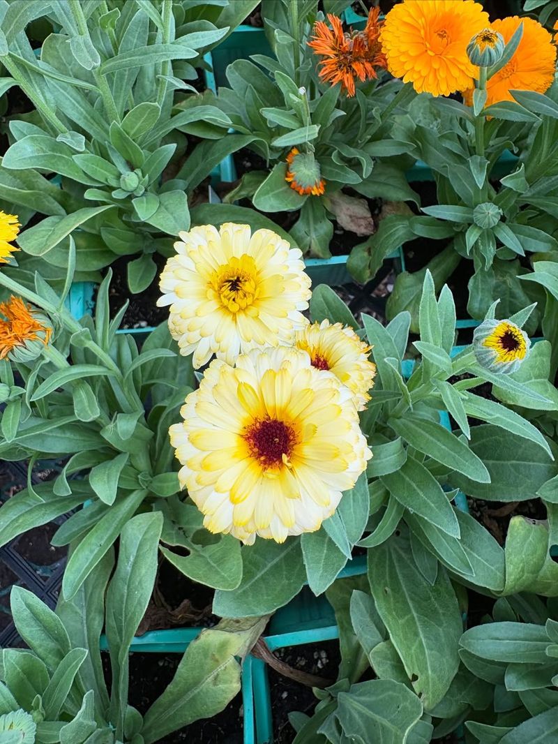 Calendula Brings Sunny Color Right To The Front Walk