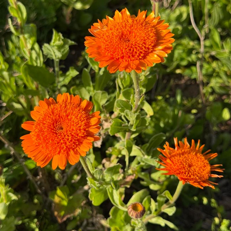 Calendula Helps Fill Gaps Around Aphid-Prone Crops